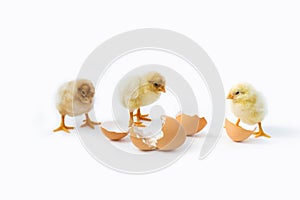 Just hatched chicken and Easter eggs isolated on white background.