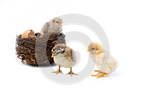 Just hatched chicken and Easter eggs isolated on white background.