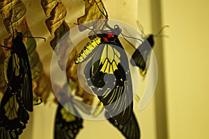 Just hatched Common Birdwing, Troides rhadamantus, butterfly photo