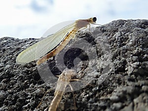 Just hatched damselfly with remains of exoskeleton