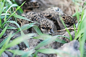 Just hatched Northern lapwing, Vanellus vanellus in the nest on an agricultural field