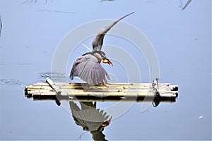 Just landing on a bamboo raft after getting a fish.