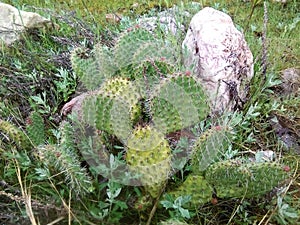 Just look don't touch cactus cluster