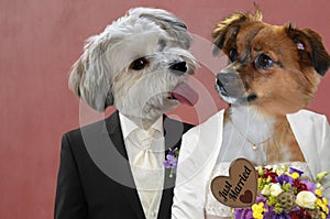 Just married  animals, bride and groom photo