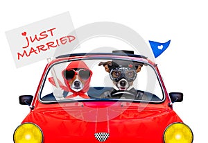 Just married dogs