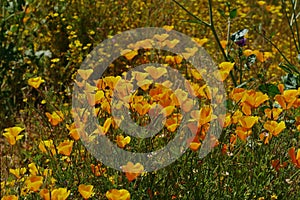 Just Mostly California Poppies