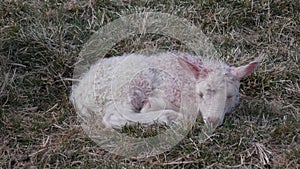 Just New Born Lambs. One Baby Lamb Sleep On Pasture