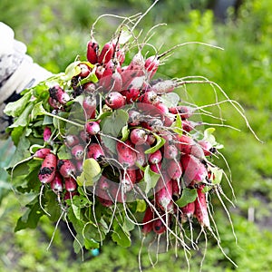 Just now from the soil: the big bunch of radish in wÐ¾man hand.