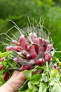 Just now from the soil: the big bunch of radish in wÐ¾man hand on green nature background.