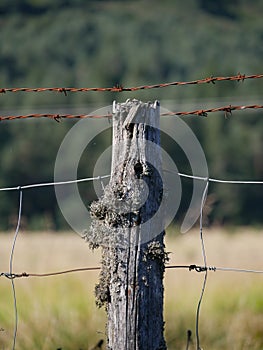 Just a old fence post