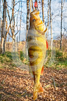 Just out of water large perch