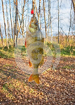 Just out of water large perch