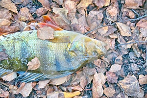 Just out of water large perch