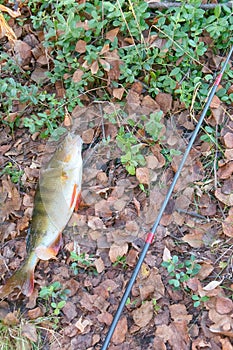 Just out of water large perch