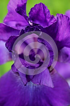 Just a Peek Inside a Perky Purple Iris