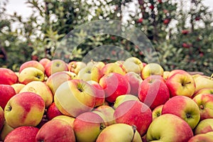 Just picked apples in a picking crate