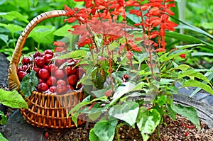 Just Picked Cherries