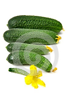 Just picked cucumbers on white background