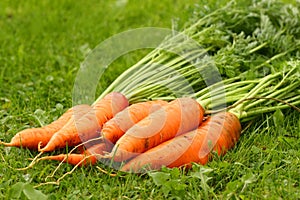 Just picked fresh organic carrots