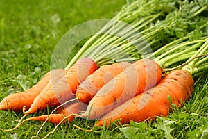 Just picked fresh organic carrots