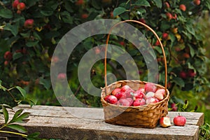 Just picked fruit. Basket with red and orange apples on old rustic wooden table. Harvested crop outdoor