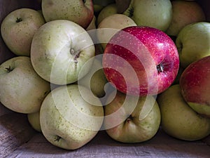 Just Picked Honeycrisp Apples