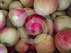 Just Picked Honeycrisp Apples