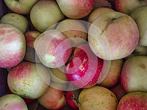 Just Picked Honeycrisp Apples