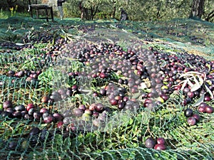 Just picked olives on the net during harvest time with farmer in background . Tuscany, Italy