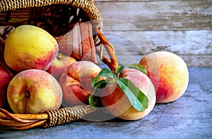 Just picked peaches