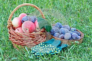 Just picked plums and apples in wicker baskets on grass