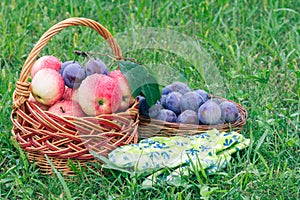 Just picked plums and apples in wicker baskets on grass