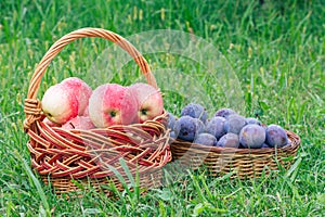 Just picked plums and apples in wicker baskets on green grass