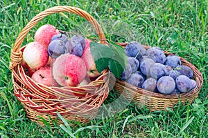 Just picked plums and apples in wicker baskets on green grass