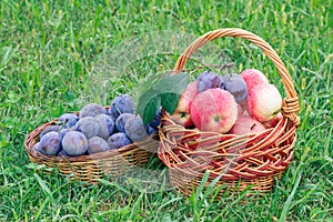 Just picked plums and apples in wicker baskets on green grass