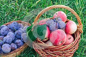 Just picked plums and apples in wicker baskets on green grass