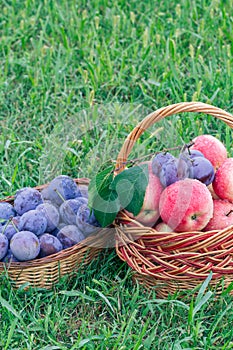 Just picked plums and apples in wicker baskets on green grass