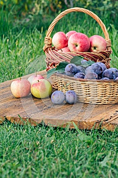 Just picked plums and apples in wicker baskets on old wooden boards