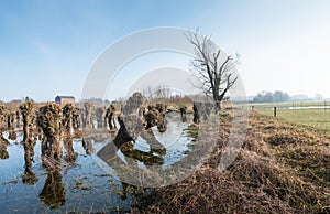 Just pruned old willow trees reflected in the water