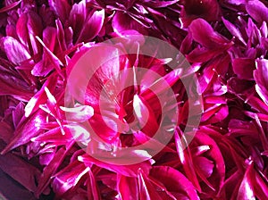 Just red pinky peony petals in abstrakt