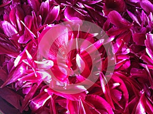 Just red pinky peony petals in abstrakt photo