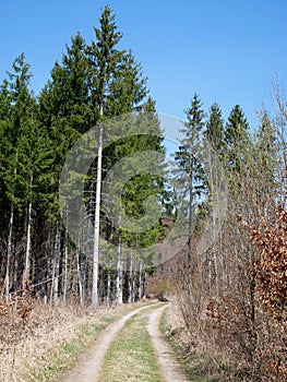 Just a regular normal forest walk path near by Gilching Munich, Germany - sunday walk in sunny warm day