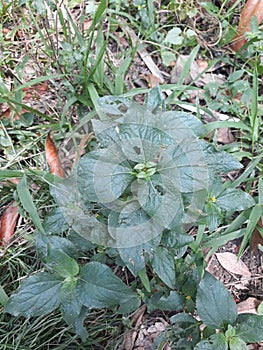 just a small plant that amazes the eye photo