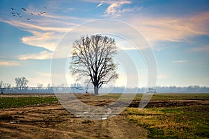 Solidary Tree in Field in Moffett, Oklahoma.
