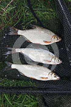 Several freshwater fish: white bream or silver fish, common nase and zope or the blue bream on black fishing net..