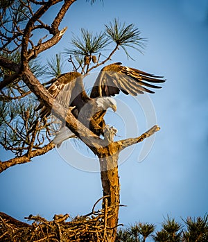 Just about to land on branch, the American bald eagle arrives in a pine tree