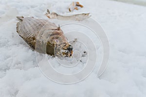 Just trapped fish lies on ice.