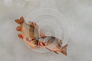 Just trapped fish lies on ice.