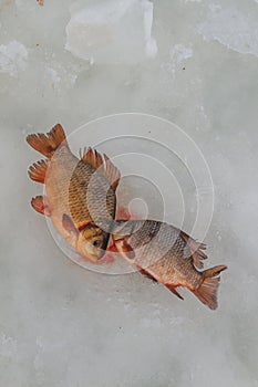 Just trapped fish lies on ice.