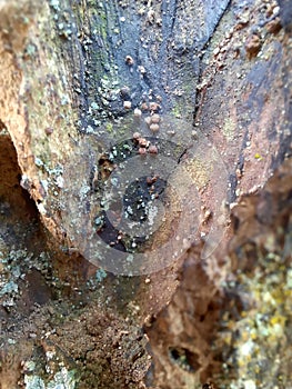 Just tree on side street 3